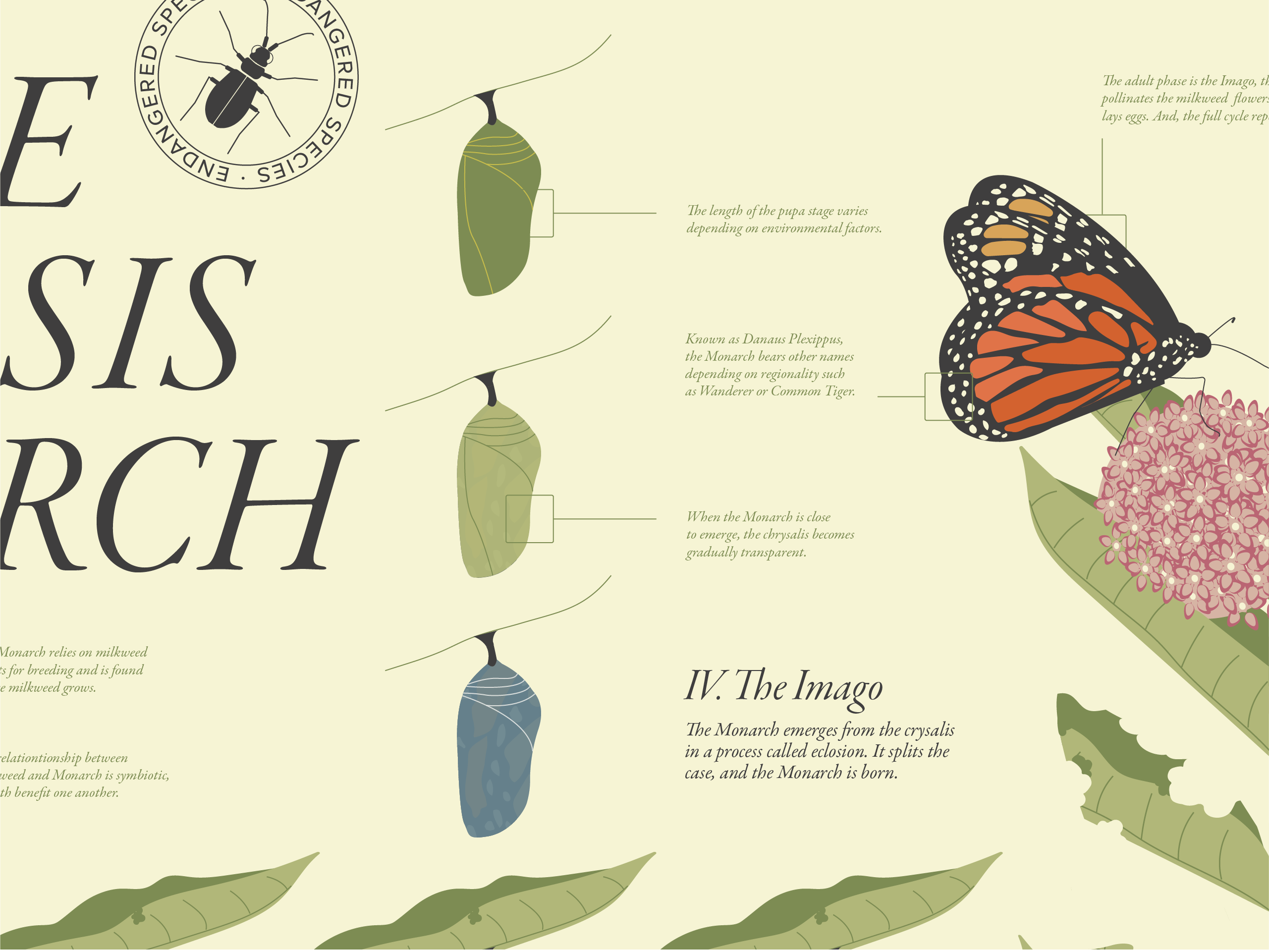 Monarch Infographic-2026-by Info and Such