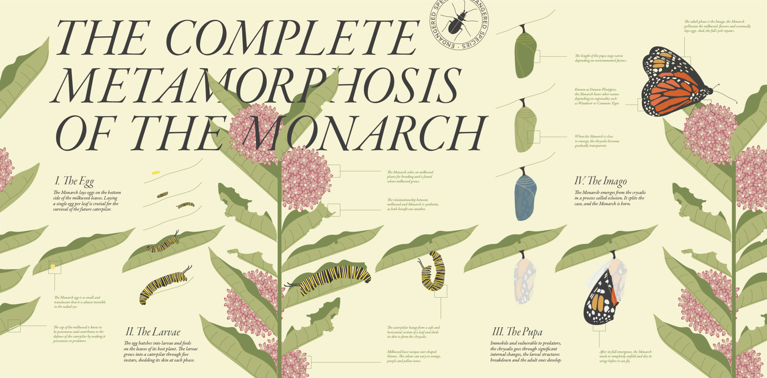Monarch Metamorphosis-design by info and such